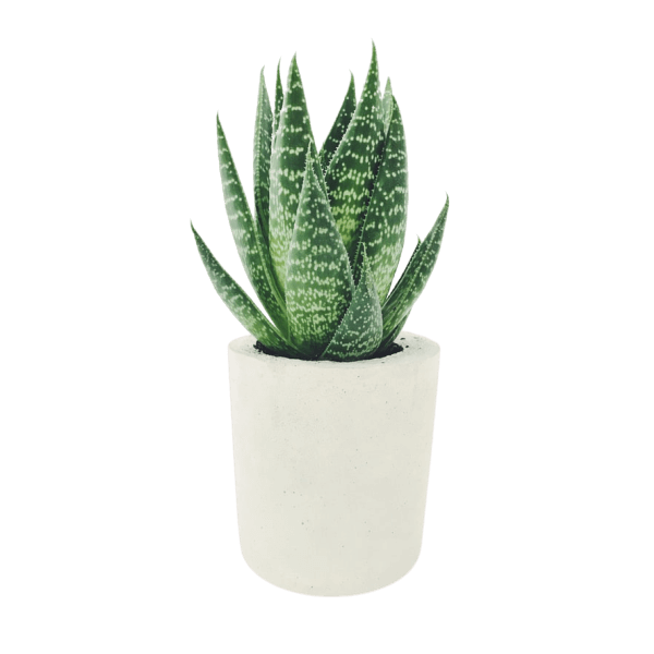 plant2.png